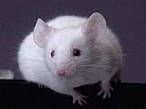 Команда исследователей из НИТЦ Нейротехнологий Южного федерального университета создали биогибридную систему мышь-ИИ, которая позволяет обнаруживать наркотики и взрывчатку с точностью от 60 до 100%
