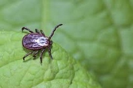 ������ ���������� � ������ ����� ��� �����