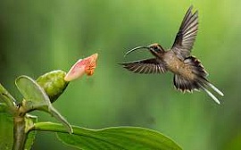 �������� ������������ ��������� ����������, ��� ������� � ������ ����� ����� ��������� ������� �������� ������� � �������