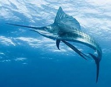 � ������� ���������� �������� ����� ����������� ��� ����