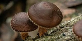 � ����� ����� ���������� ���� �� ����� �� ����������� �������