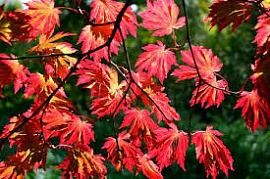 �������� �������-��-���� ������ ���������� ���� �����