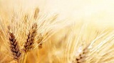Российские ученые изучили сколько меди задерживается в пшенице
